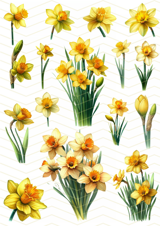 Downloadable Floral Daffodil Watercolour Illustrations Botanical Flowers Collage Decoupage Cutouts Printable A4 Sheet Creative Scrapbooking Art Journaling Digital Download